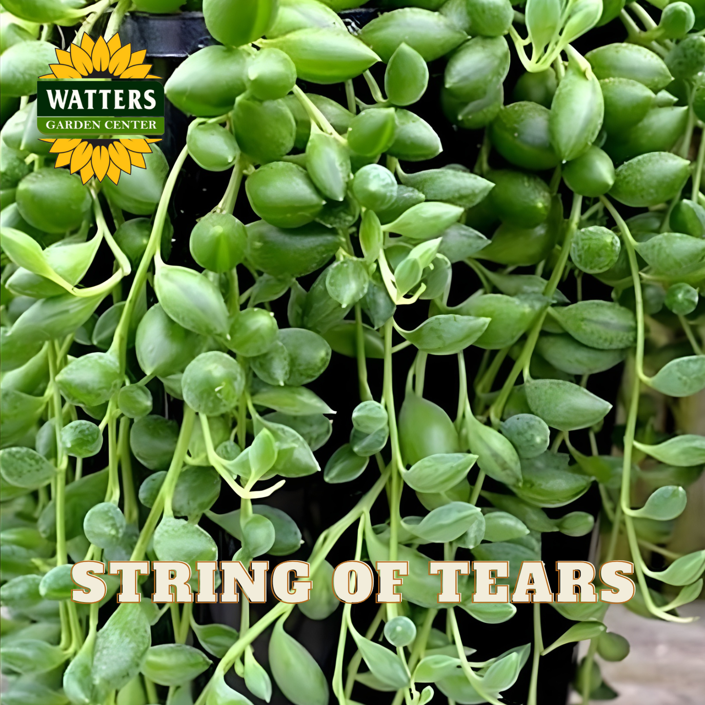 String of tears plant with Watters Garden Center logo