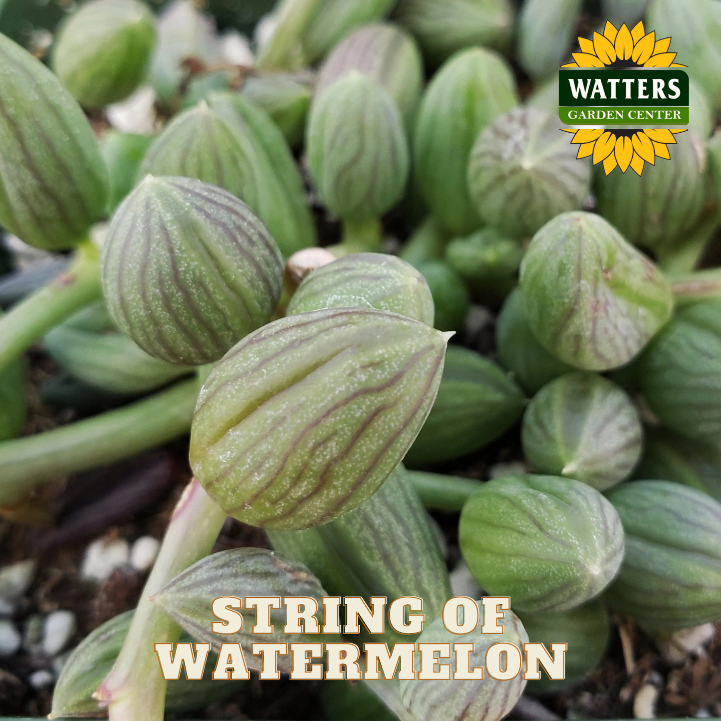 String of watermelon succulent with Watters Garden Center logo