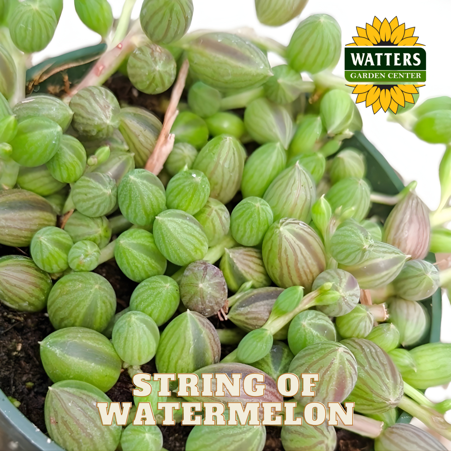 String of watermelon succulent plant with Watters Garden Center logo.