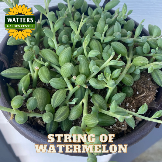 Potted plant labeled 'String of Watermelon' with Watters Garden Center branding.