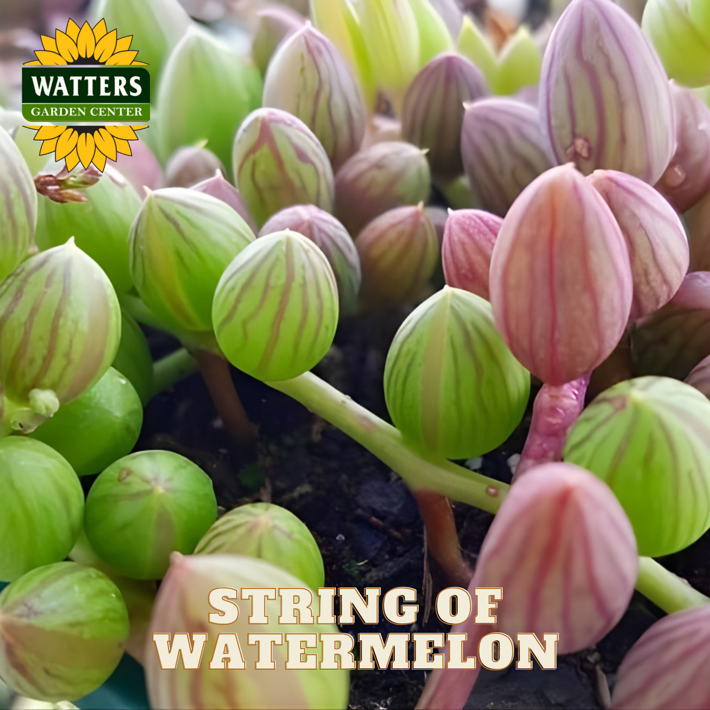 String of watermelon plant with green and pink leaves, branded with Watters Garden Center.