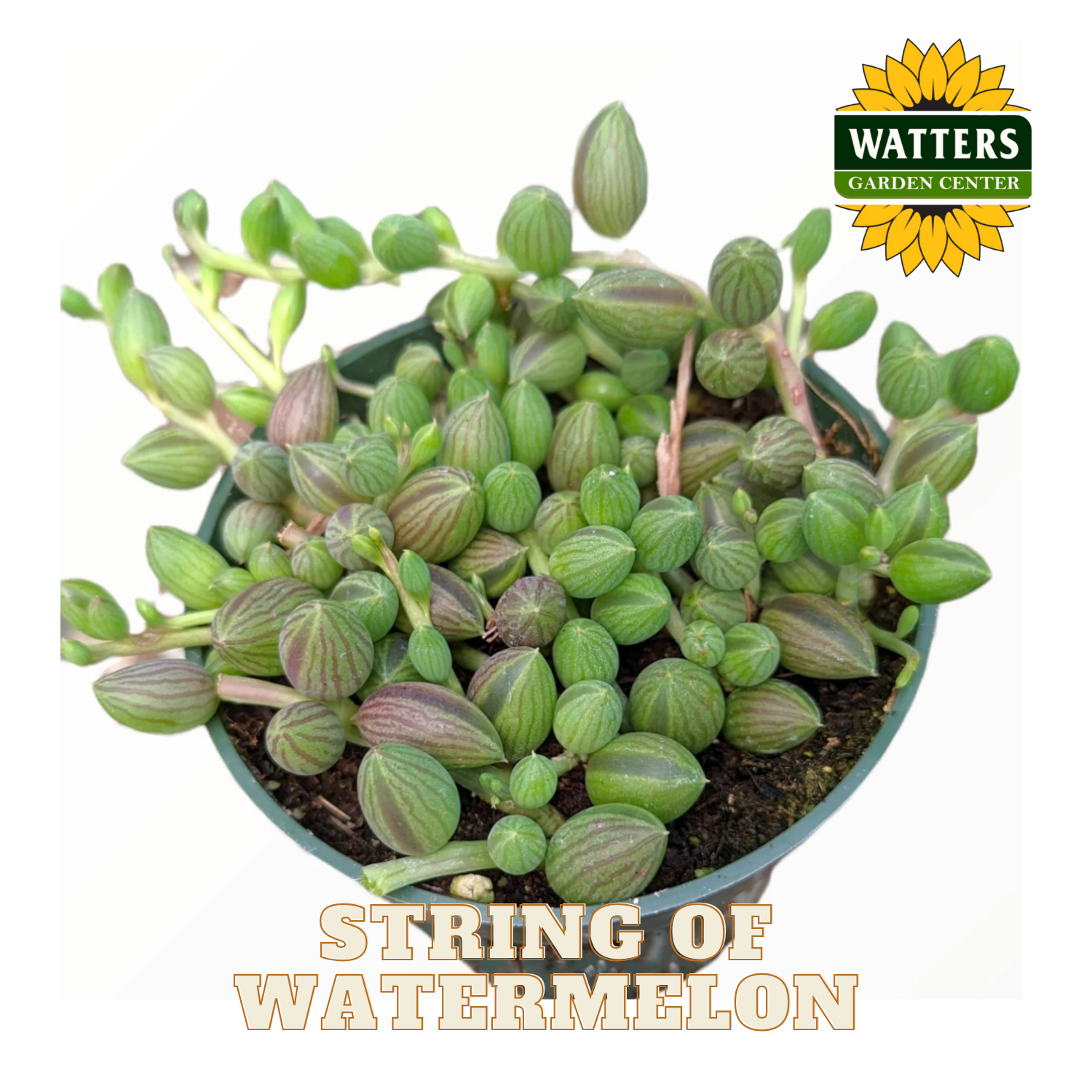 Potted string of watermelon plant with Watters Garden Center logo on a white background