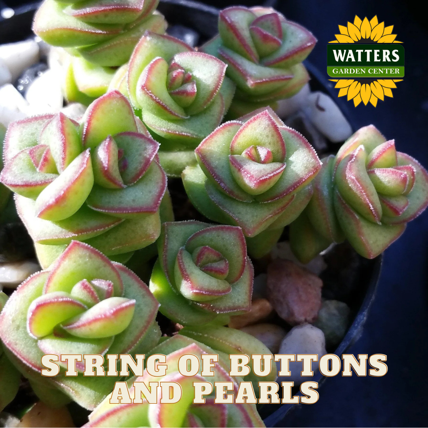 String of buttons and pearls succulents with Watters Garden Center branding.