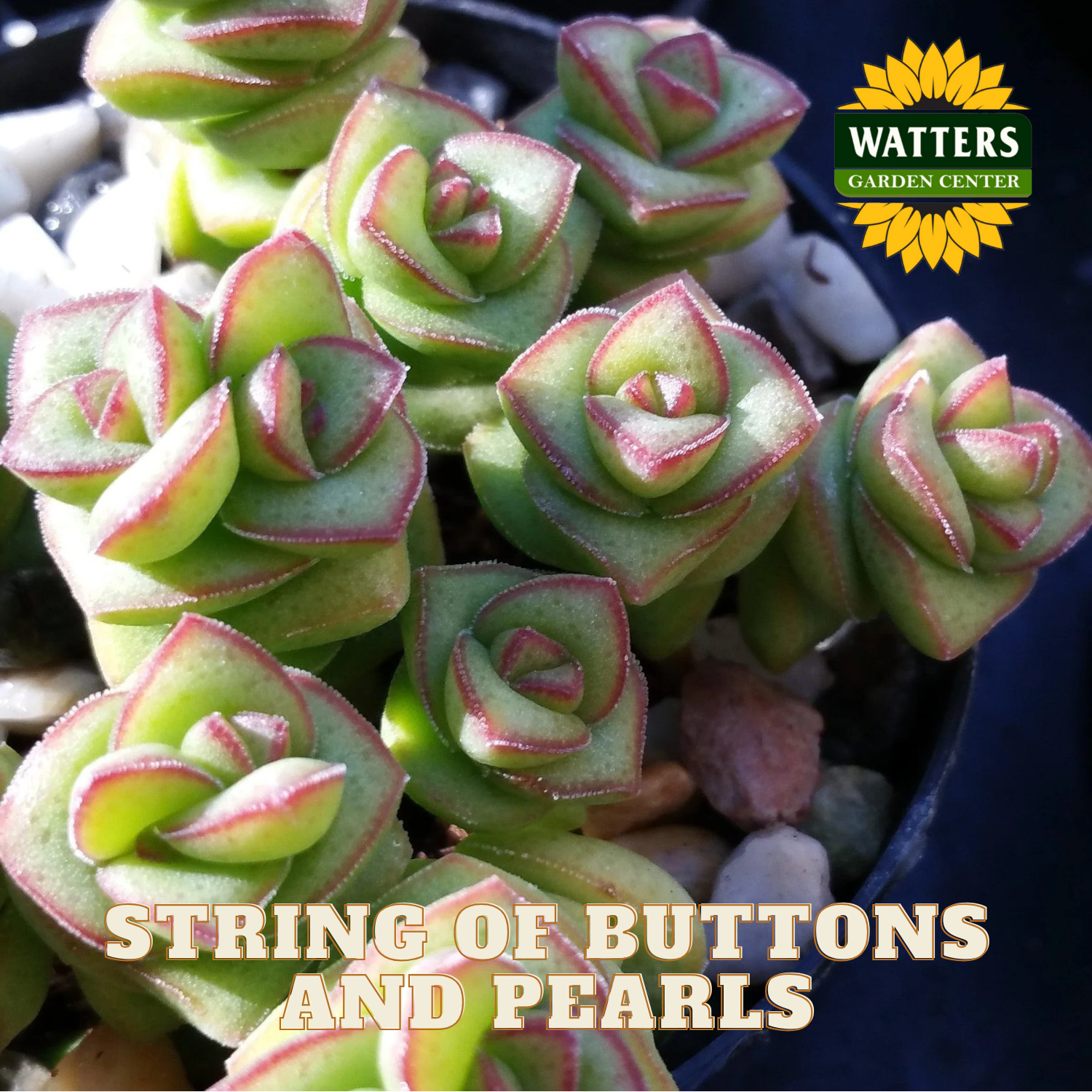 String of buttons and pearls succulents with Watters Garden Center branding.