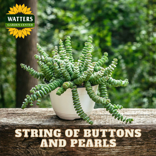 Potted plant on a wooden surface with 'Watters Garden Center' branding and text 'String of Buttons and Pearls'.