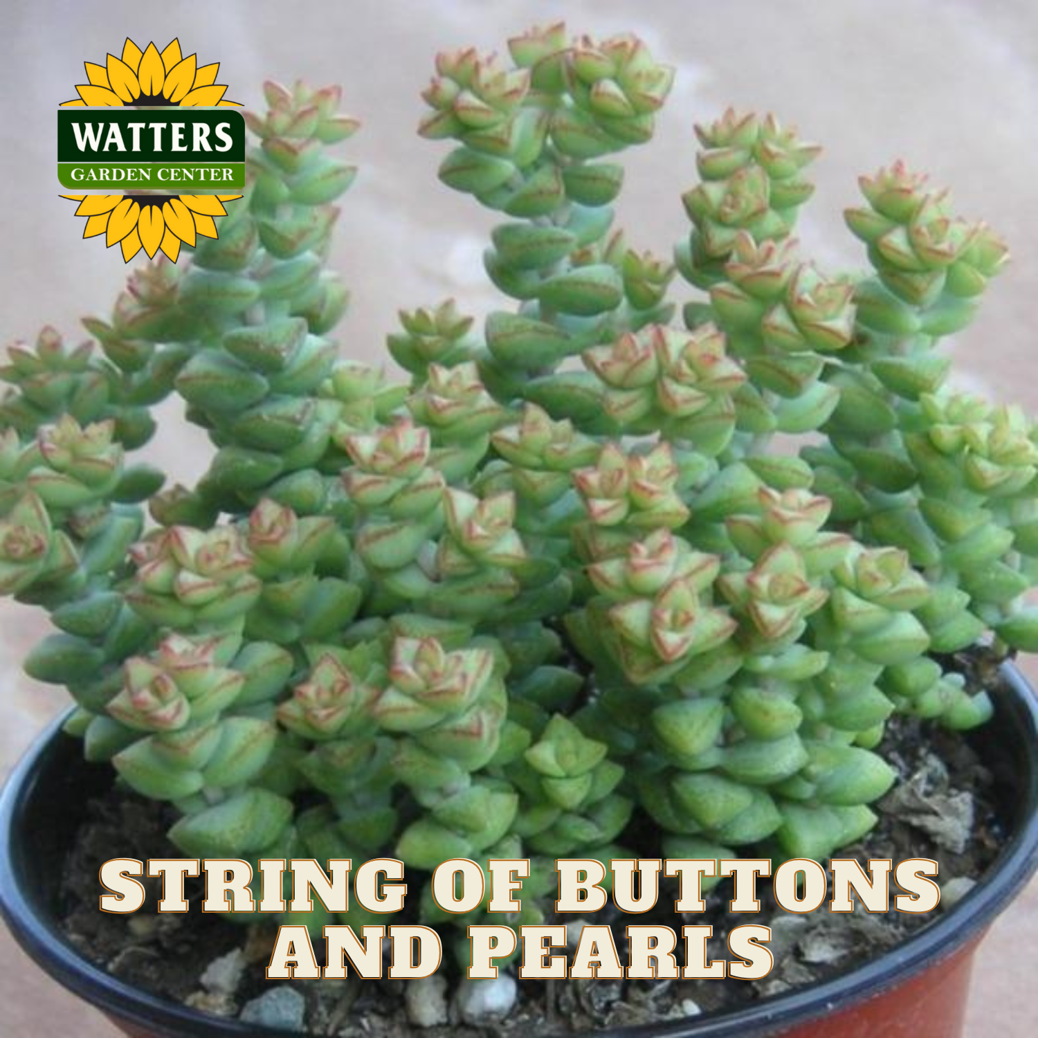 Potted succulent plant with 'Watters Garden Center' logo and text 'String of Buttons and Pearls'.