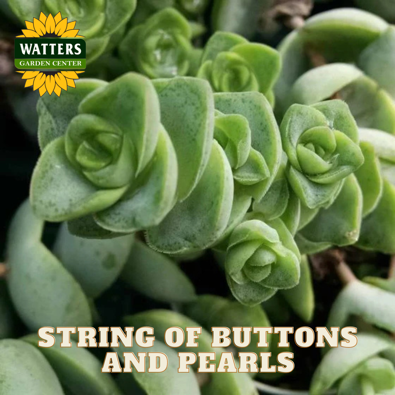 Close-up of a succulent plant with 'Watters Garden Center' logo and text.