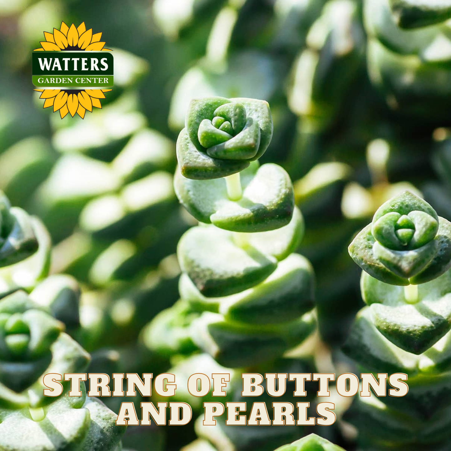 Close-up of succulent plant with 'Watters Garden Center' logo and text 'String of Buttons and Pearls'.