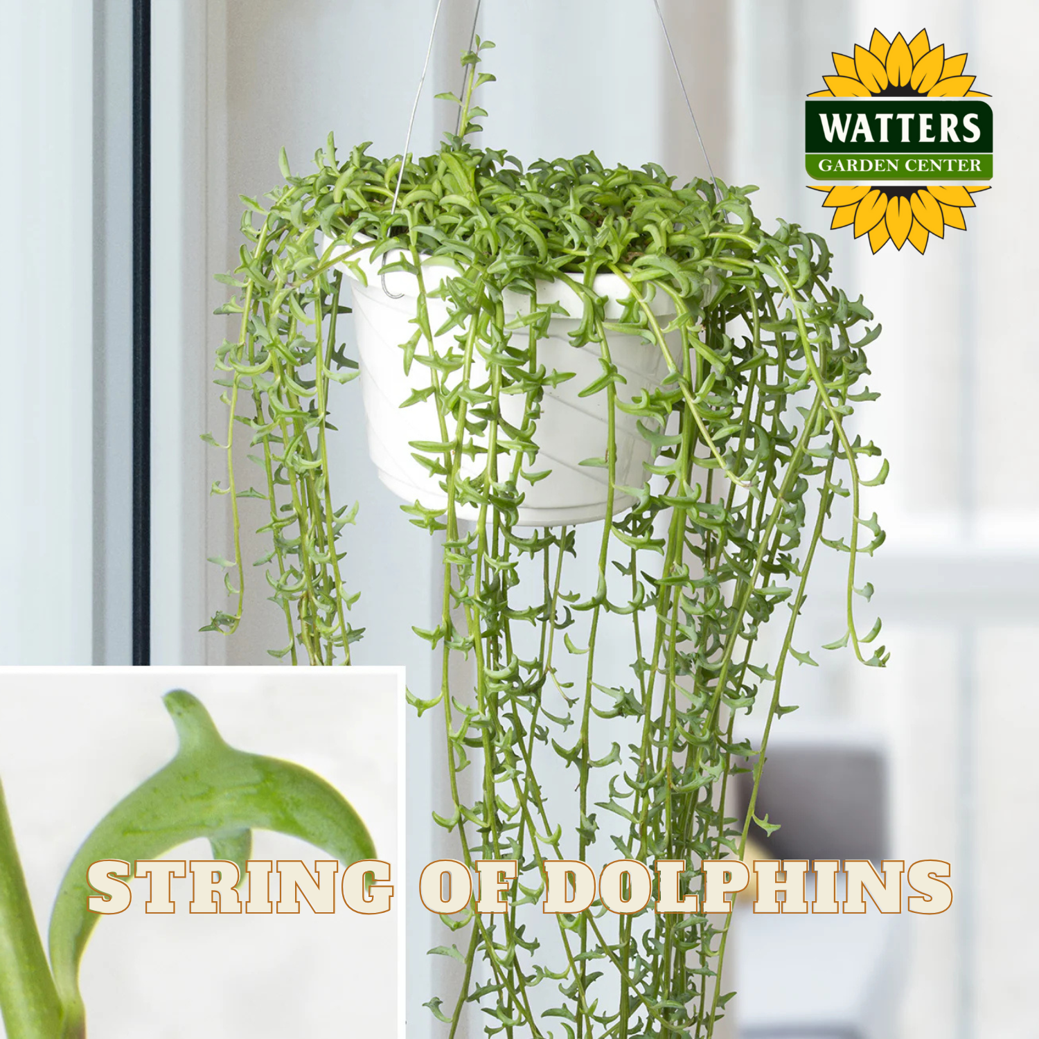 Hanging plant with 'Watters Garden Center' logo and 'String of Dolphins' text.