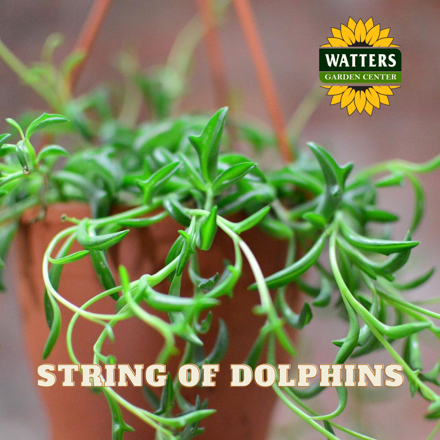 Potted plant with 'String of Dolphins' labeled, featuring Watters Garden Center logo.