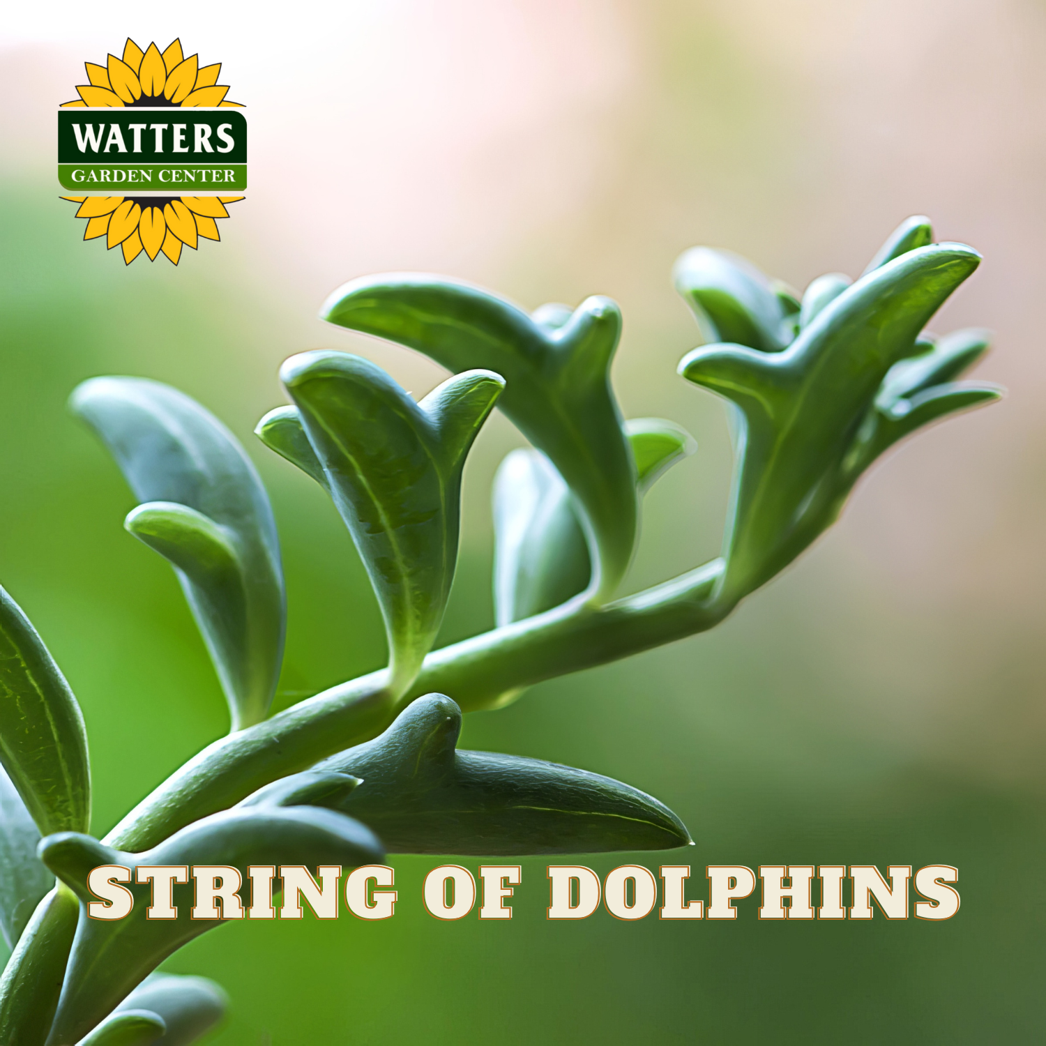 String of dolphins plant with Watters Garden Center logo