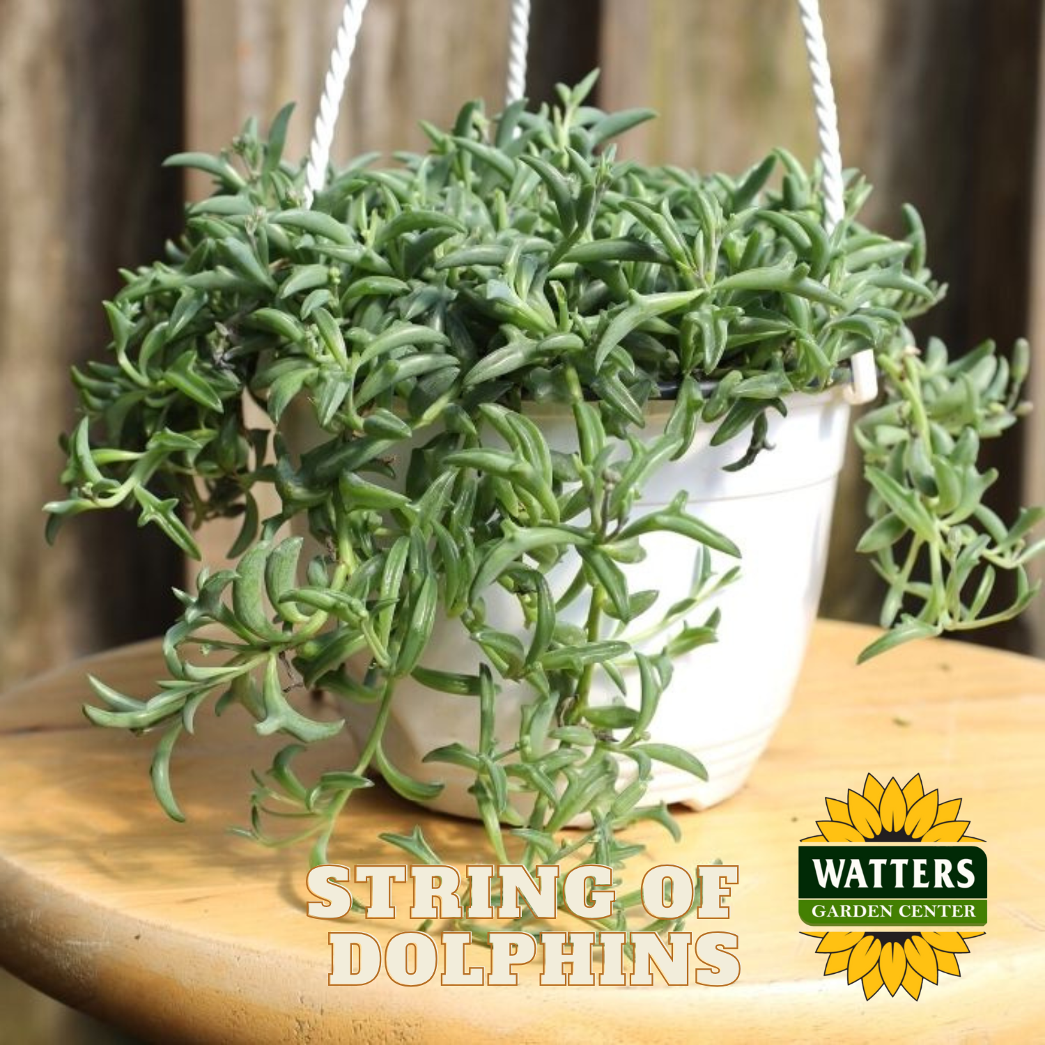Hanging plant labeled 'String of Dolphins' with Watters Garden Center branding.