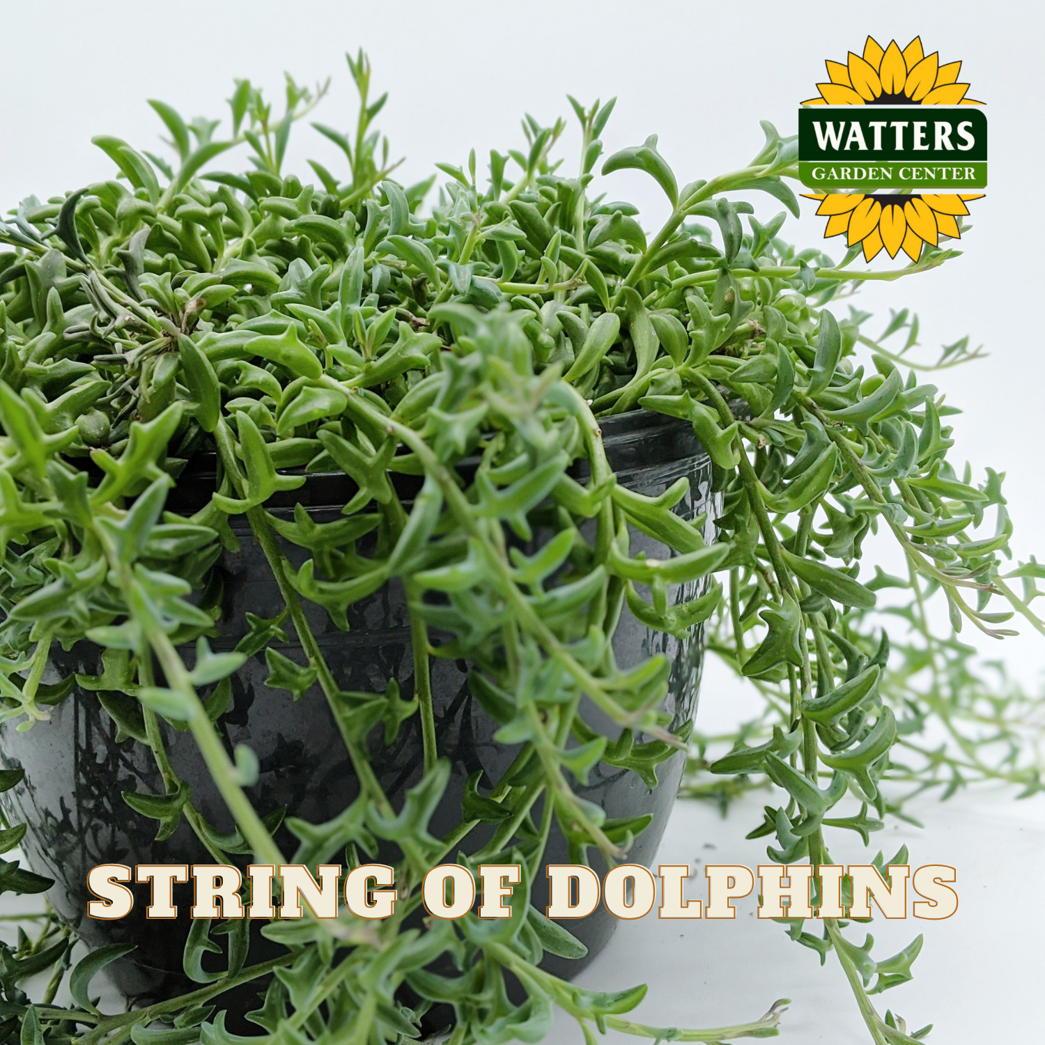 Potted plant labeled 'String of Dolphins' with Watters Garden Center logo.