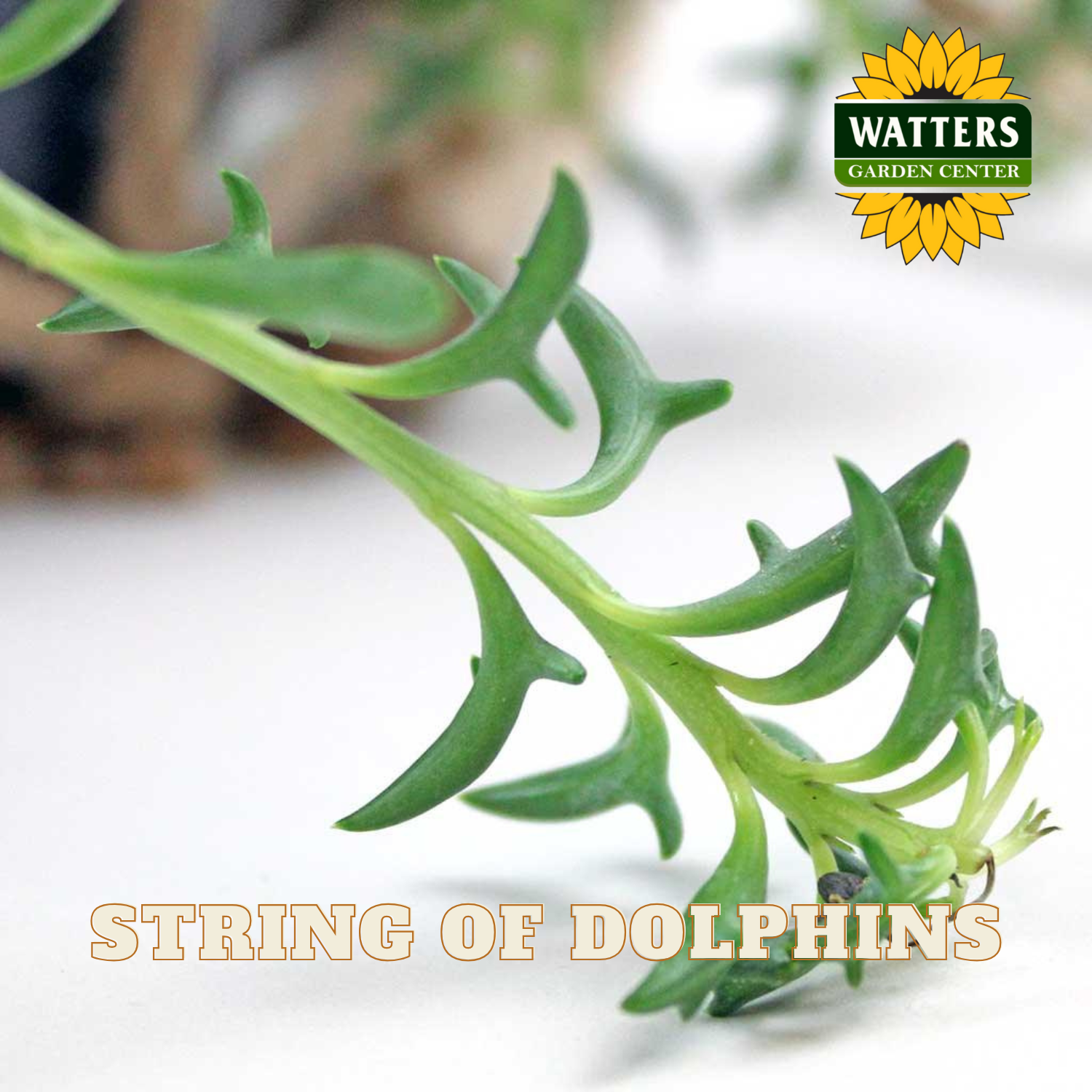 String of dolphins plant with Watters Garden Center logo