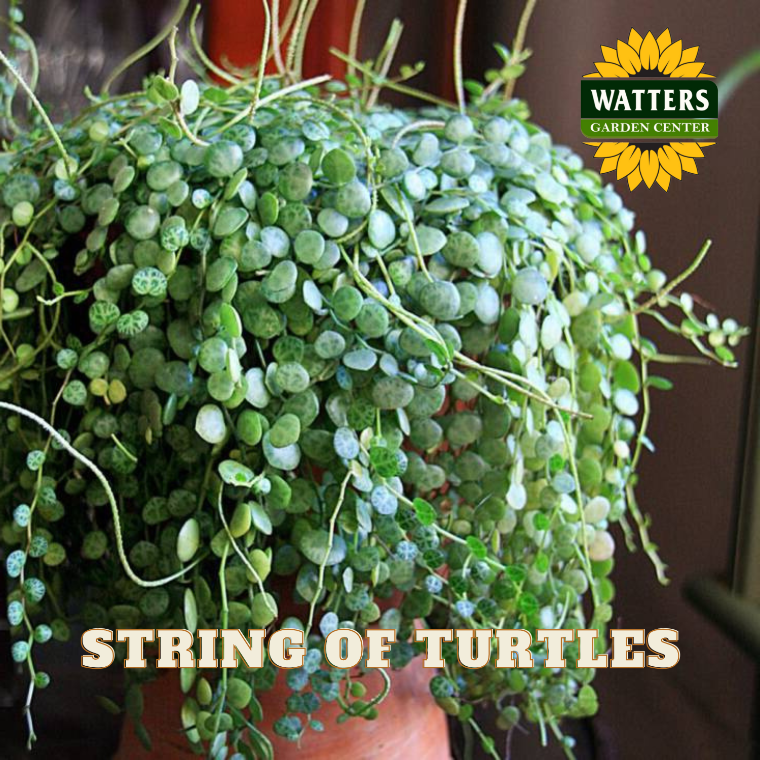 Potted string of turtles plant with Watters Garden Center logo