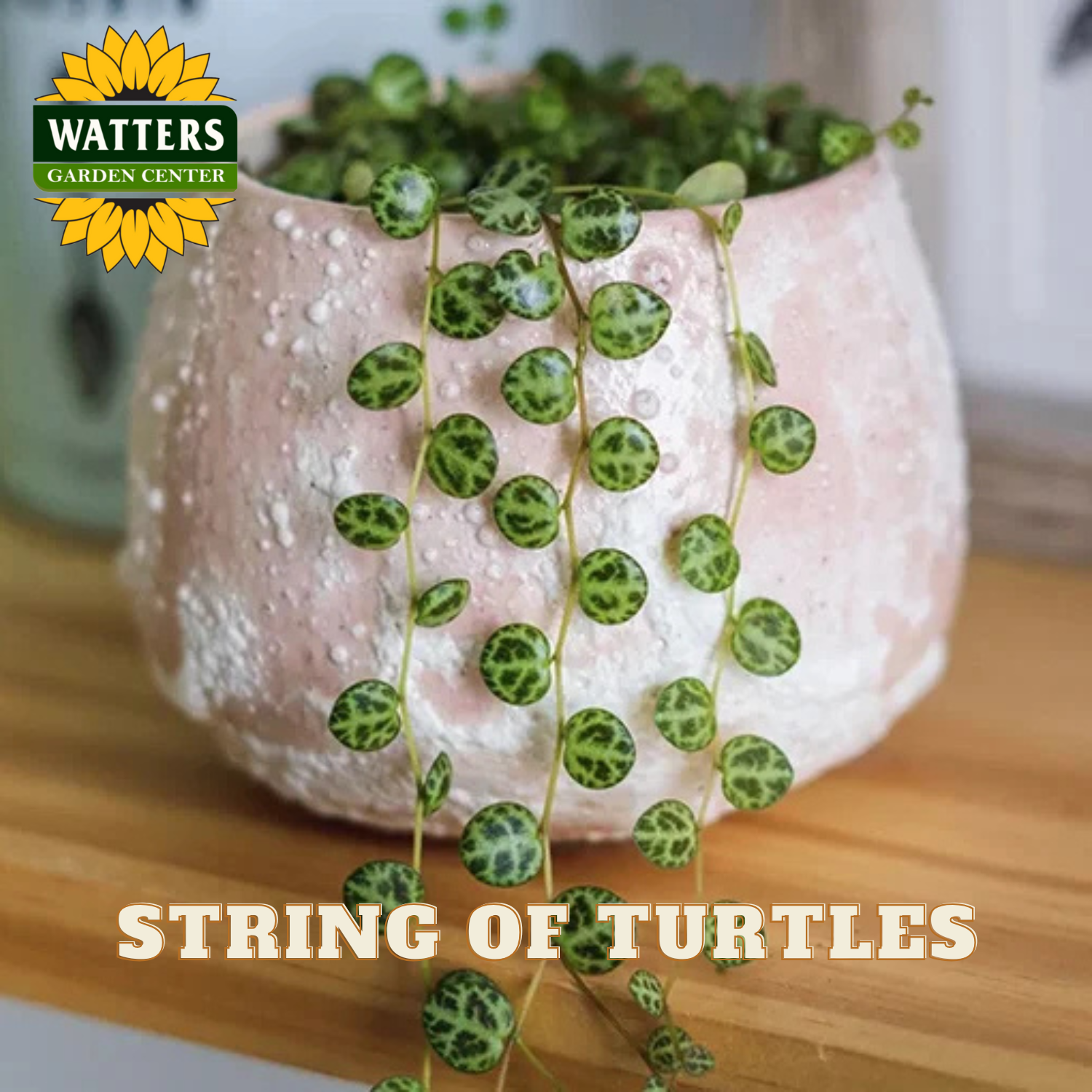 String of turtles plant in a textured pot with Watters Garden Center logo.