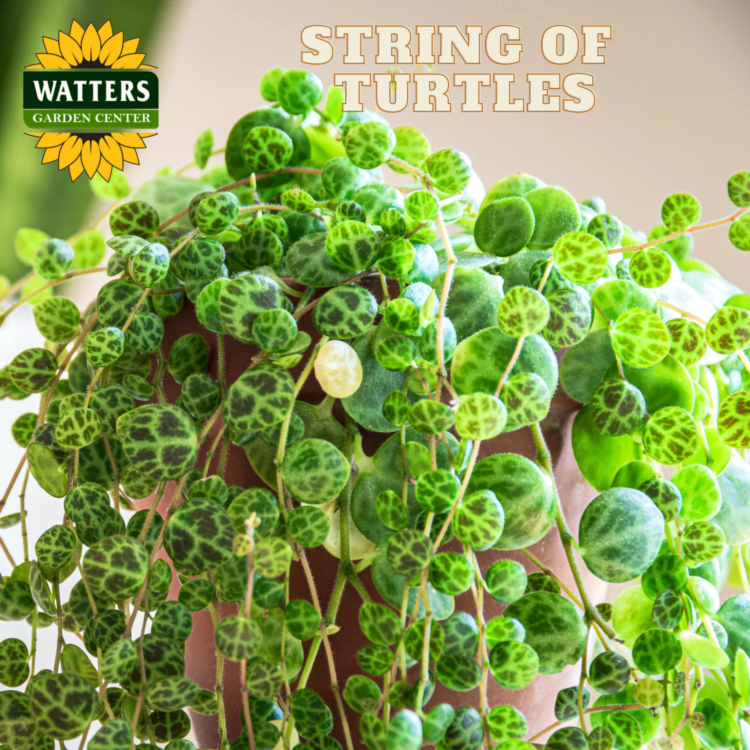 Potted string of turtles plant with Watters Garden Center branding.