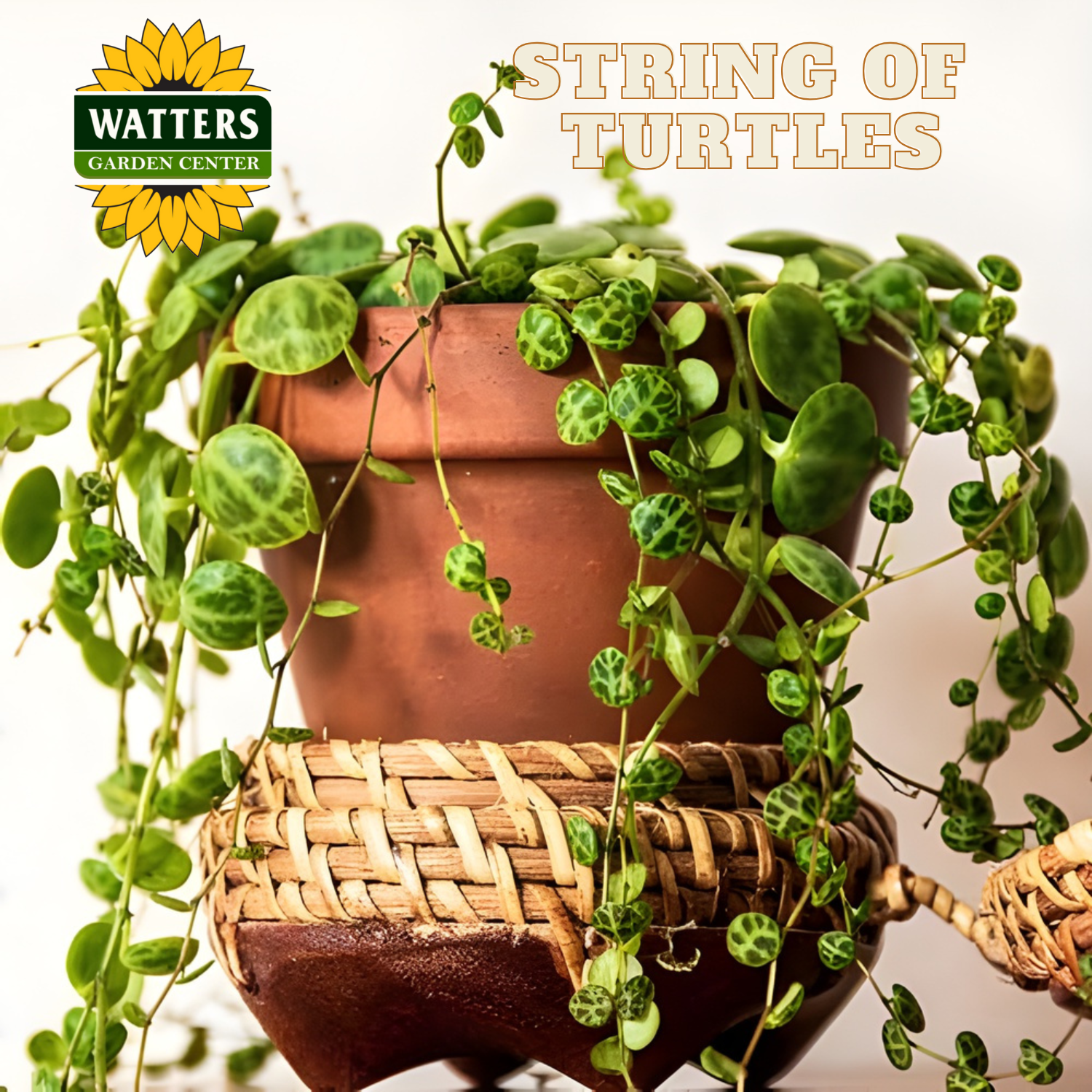 Potted plant with 'String of Turtles' and Watters Garden Center branding.