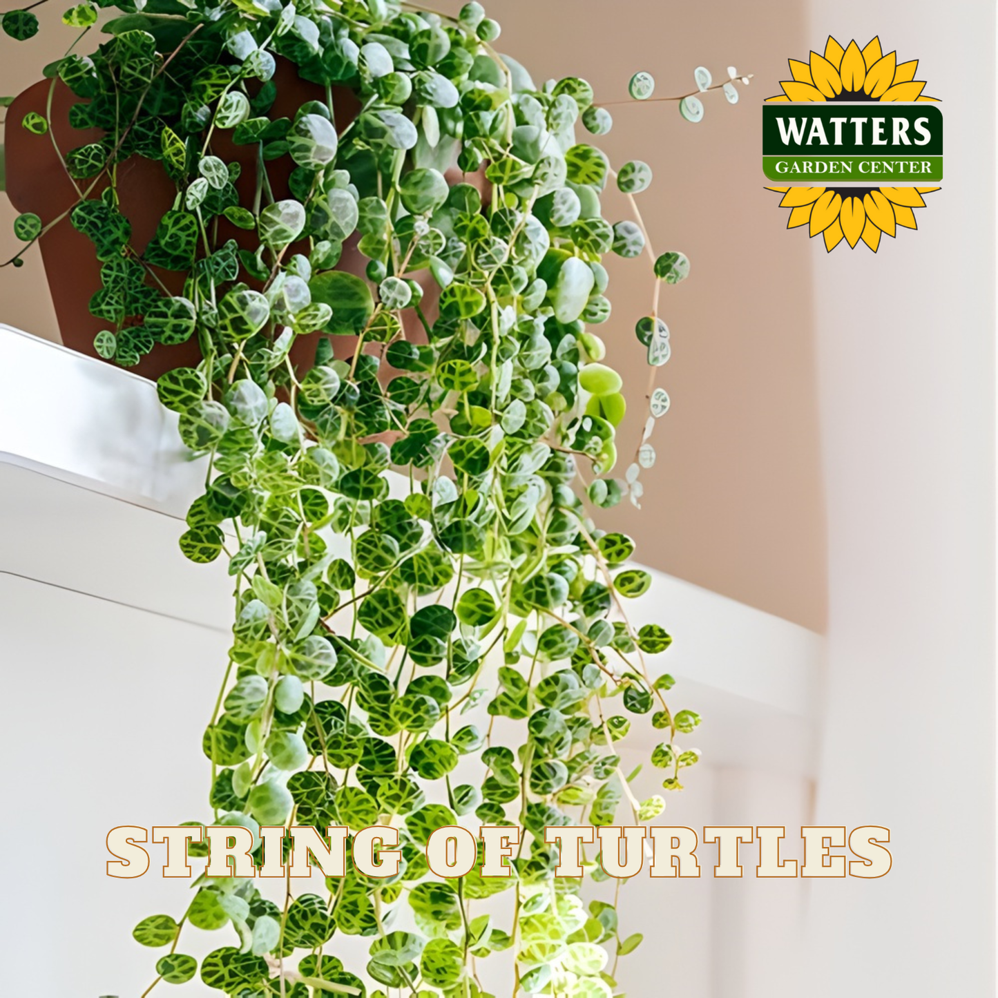 String of turtles plant hanging indoors with Watters Garden Center branding.