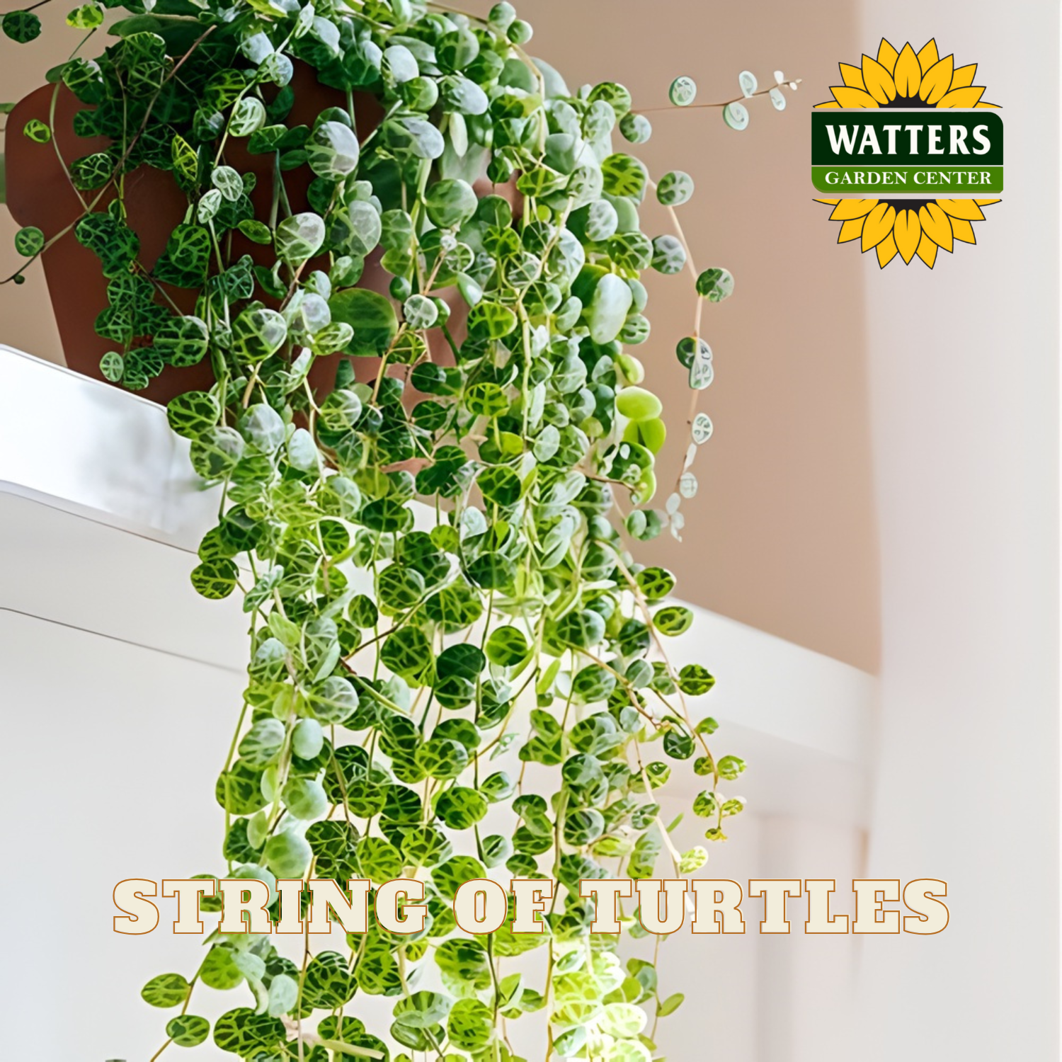 String of turtles plant hanging indoors with Watters Garden Center branding.