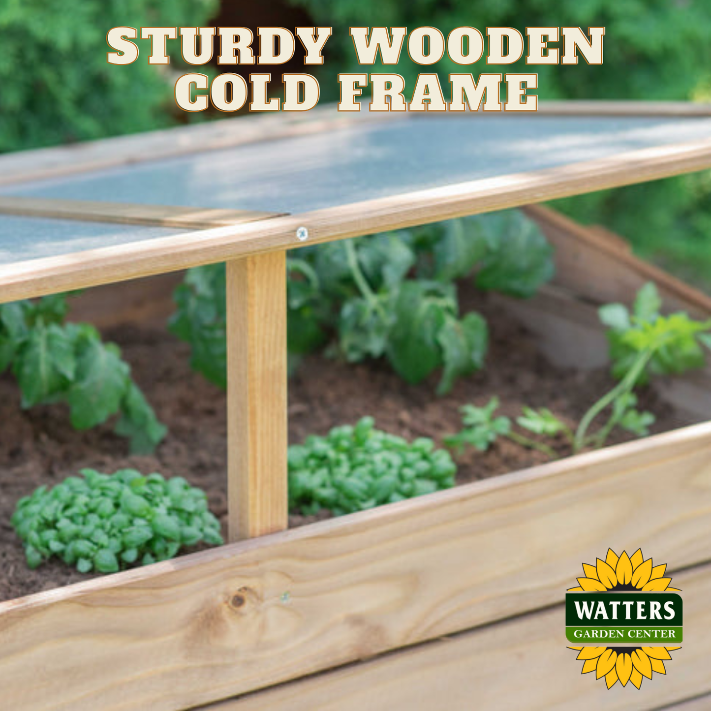 Wooden Cold Frame