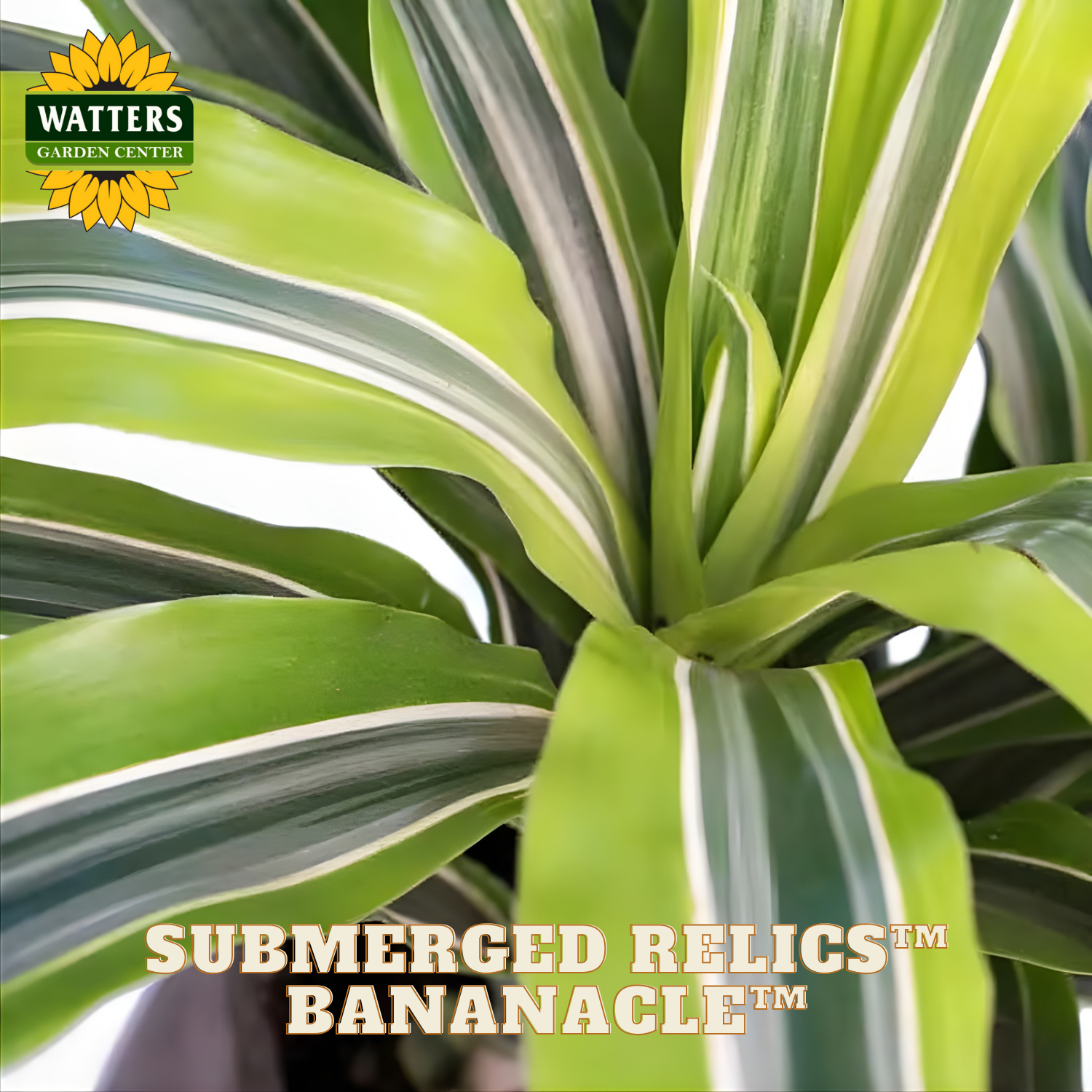Close-up of a green plant with striped leaves, featuring Watters Garden Center logo.