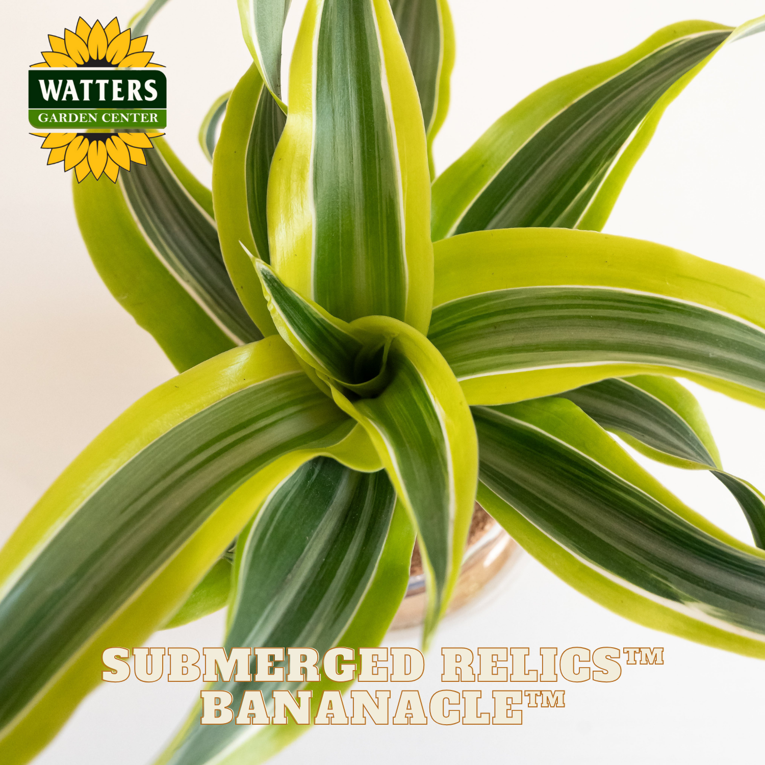Close-up of a plant with 'Watters Garden Center' logo and 'Submerged Relics Bananacle' text.