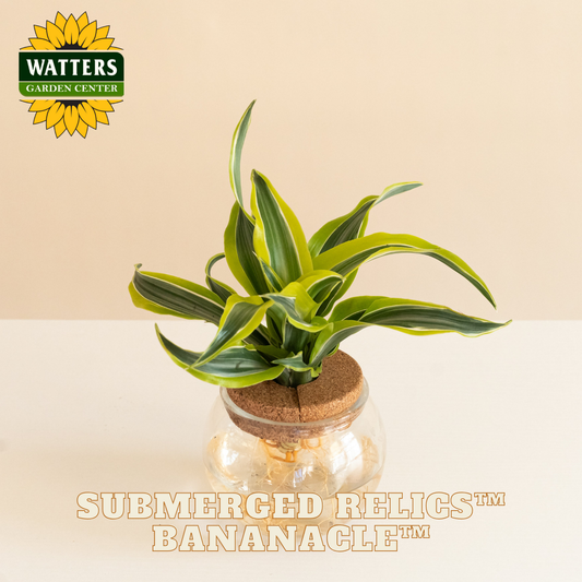 Potted plant with 'Watters Garden Center' logo and 'Submerged Relics Bananacle' text on a beige background