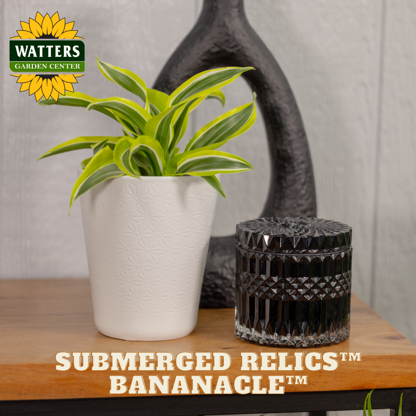 Potted plant and decorative items on a table with Watters Garden Center branding.