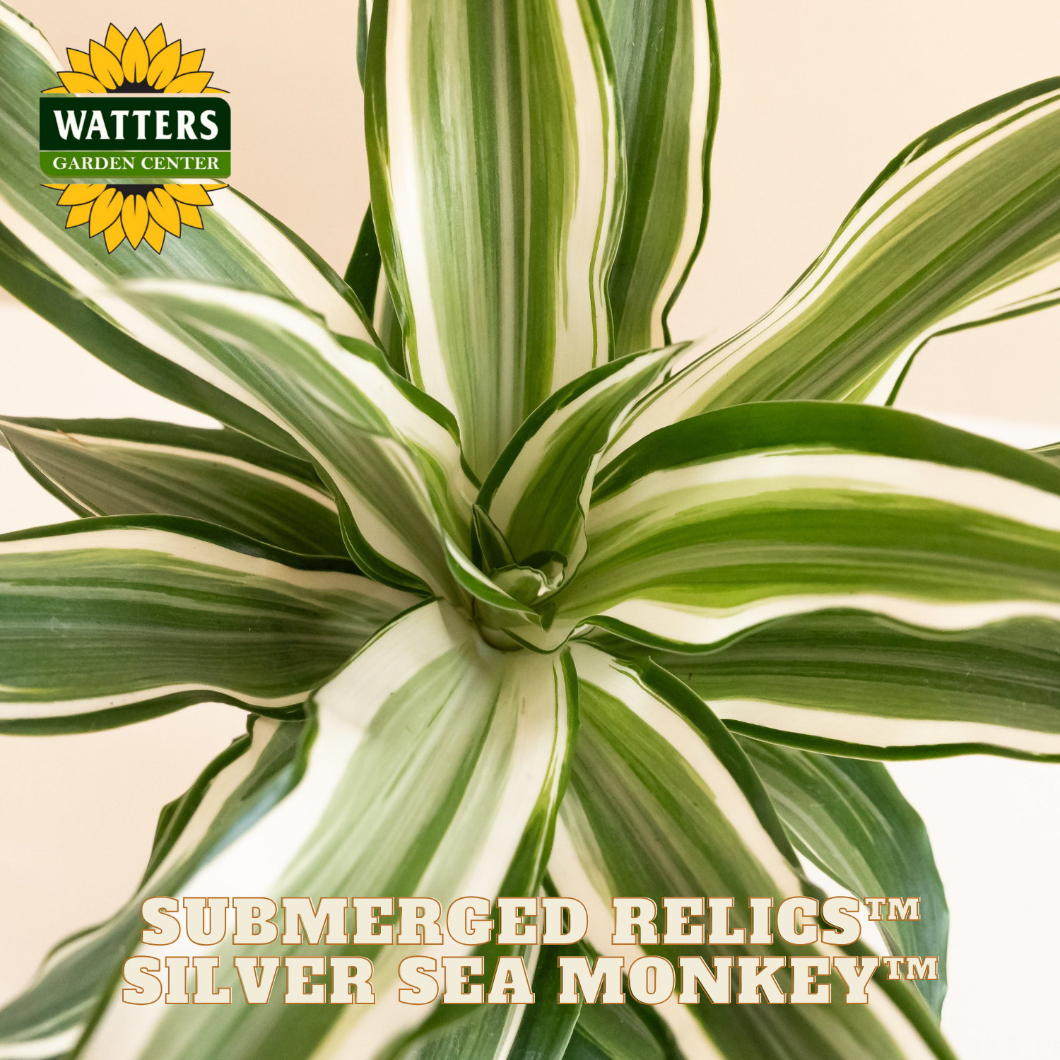 Close-up of a 'Silver Sea Monkey' plant with Watters Garden Center branding.