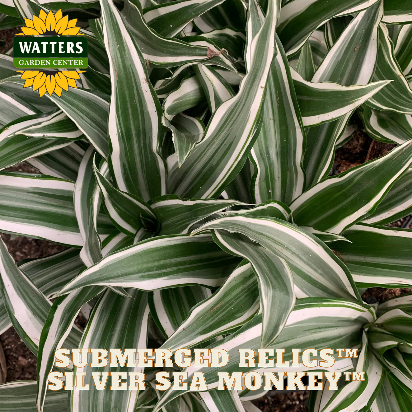 Variegated green and white leaves with Watters Garden Center branding.