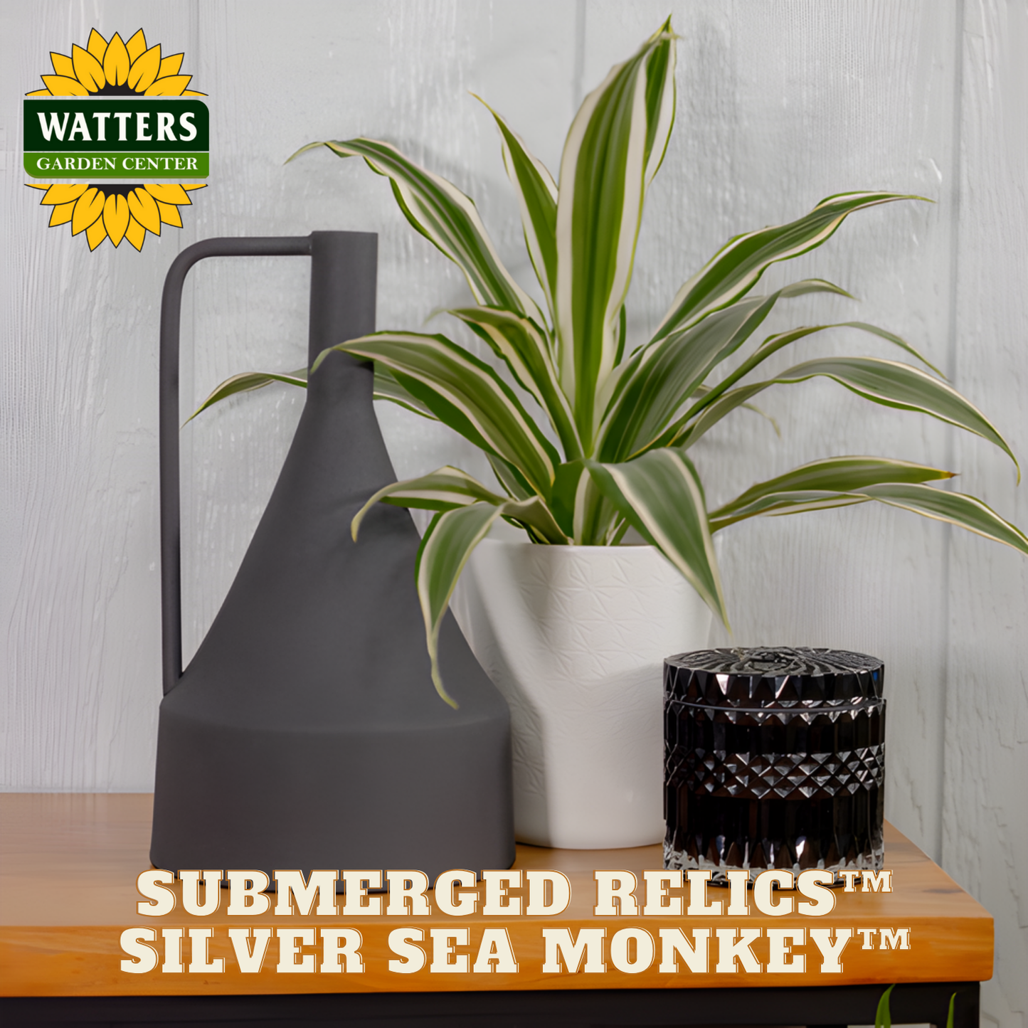 Potted plant with a watering can and decorative item on a wooden surface, featuring Watters Garden Center branding.