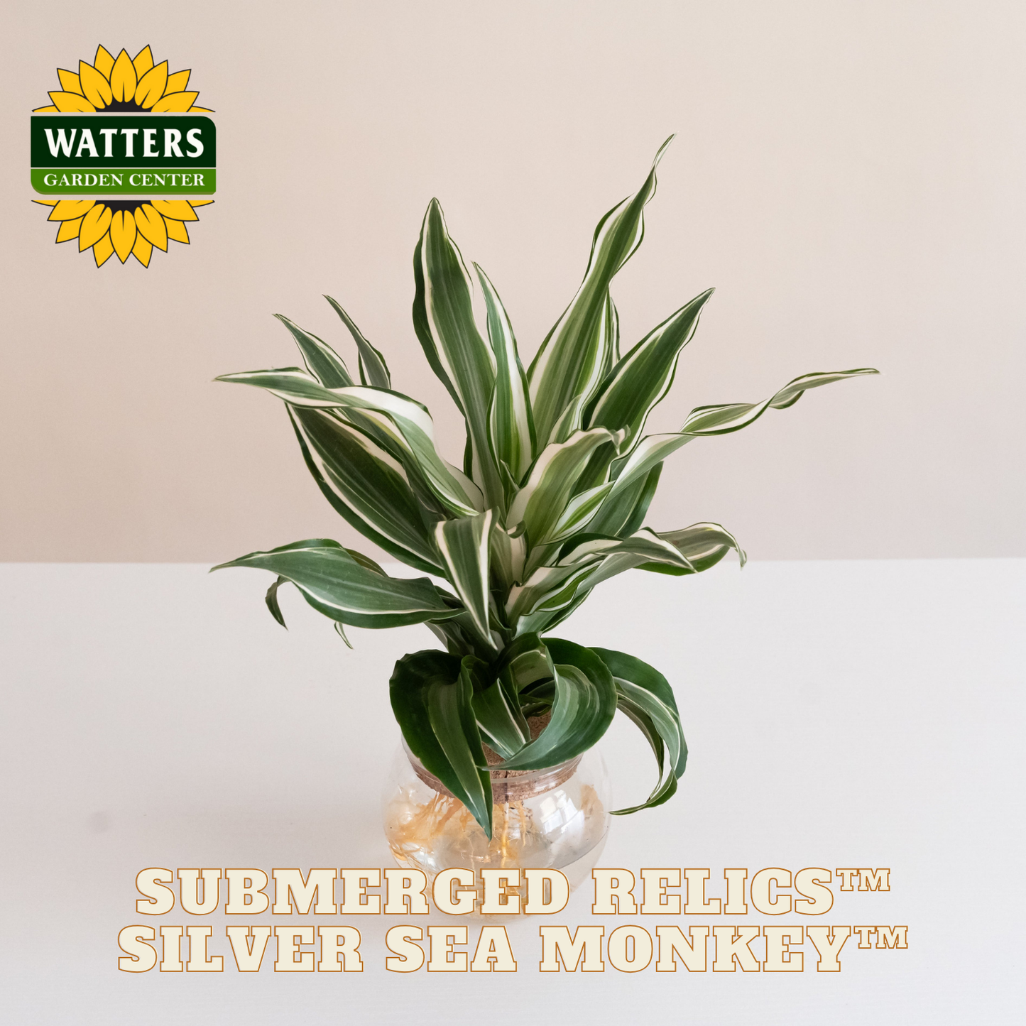 dracaena warneckii white jewel Submerged Relics™ Silver Sea Monkey™ – Watters Garden Center