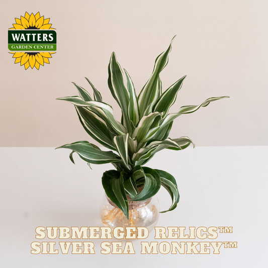 Potted plant with 'Watters Garden Center' logo and product name 'Submerged Relics Silver Sea Monkey' on a plain background.