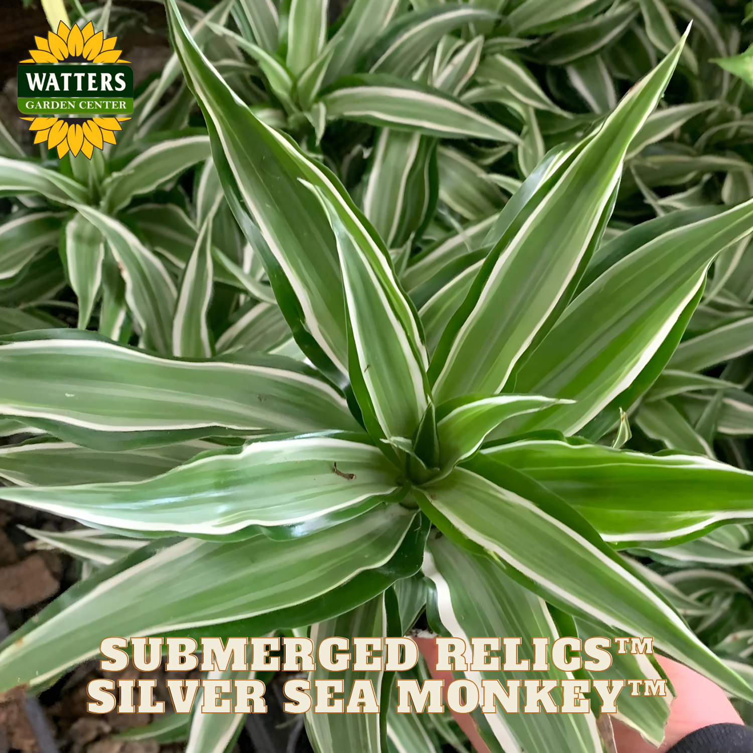 dracaena silver plant Submerged Relics™ Silver Sea Monkey™