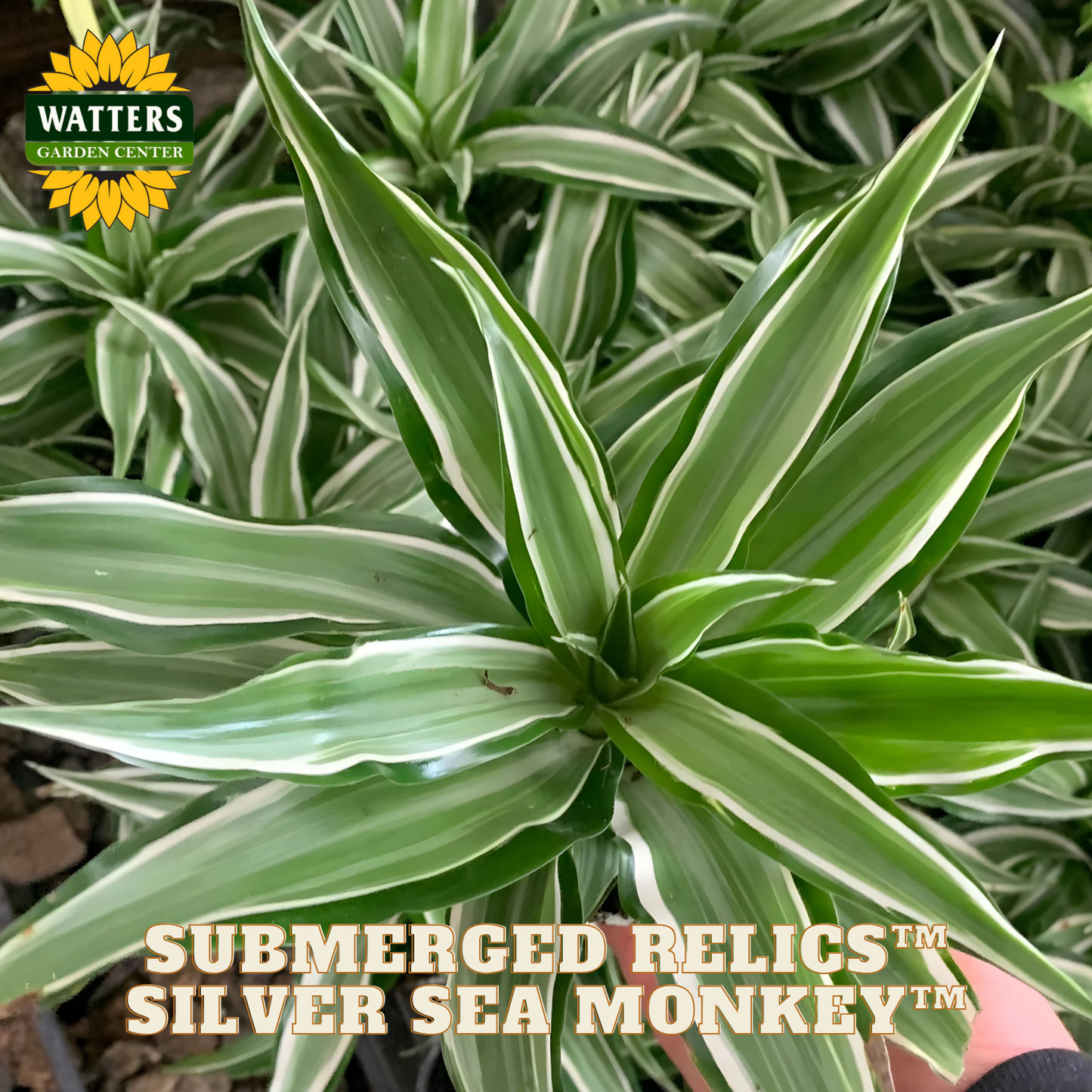 Variegated green and white plant with 'Watters Garden Center' logo and text overlay.