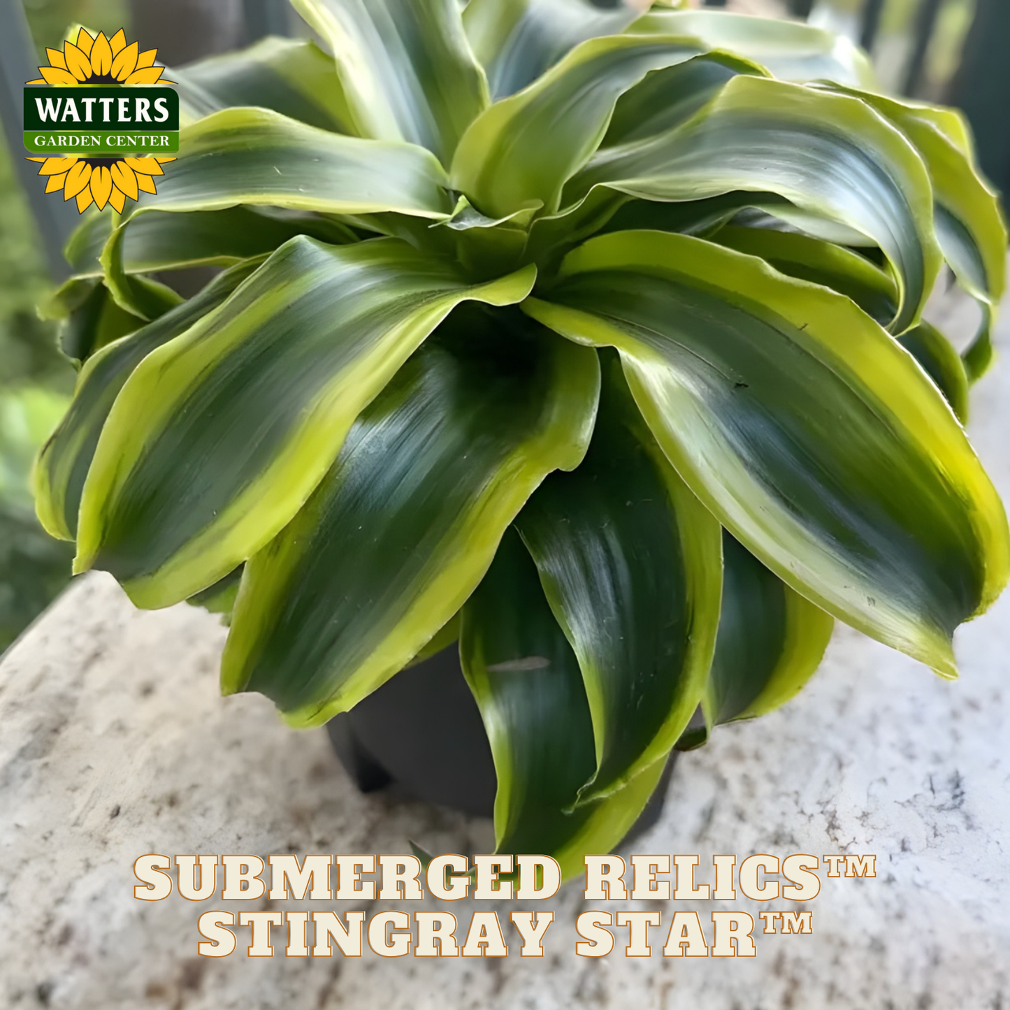 Green plant with striped leaves on a textured surface, featuring Watters Garden Center logo.