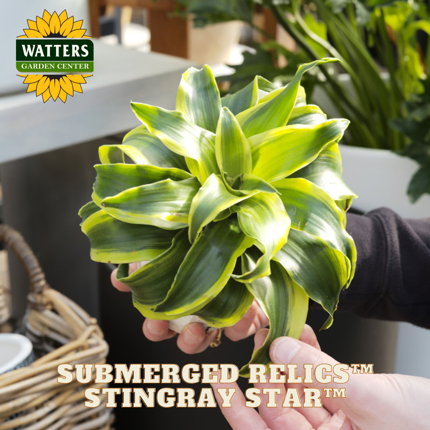 Person holding a 'Stingray Star' plant with Watters Garden Center branding.