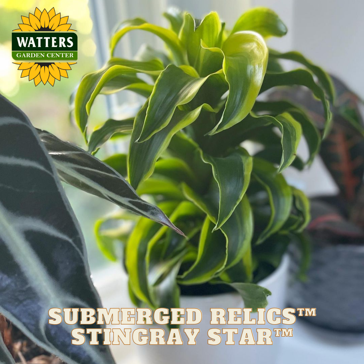 Potted plant with 'Watters Garden Center' logo and 'Submerged Relics Stingray Star' text.