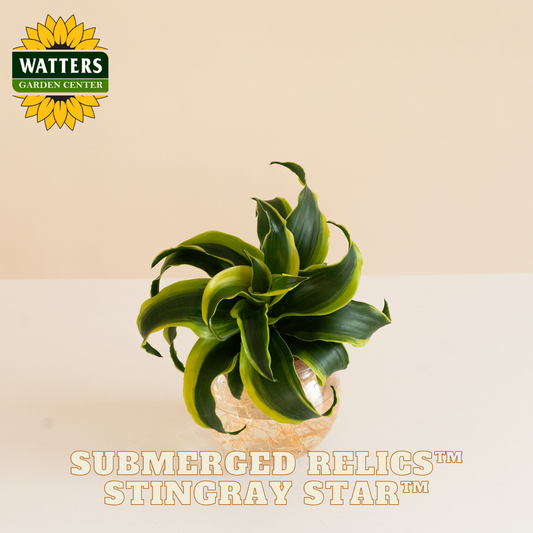 Potted plant with 'Watters Garden Center' logo and 'Submerged Relics Stingray Star' text on a beige background