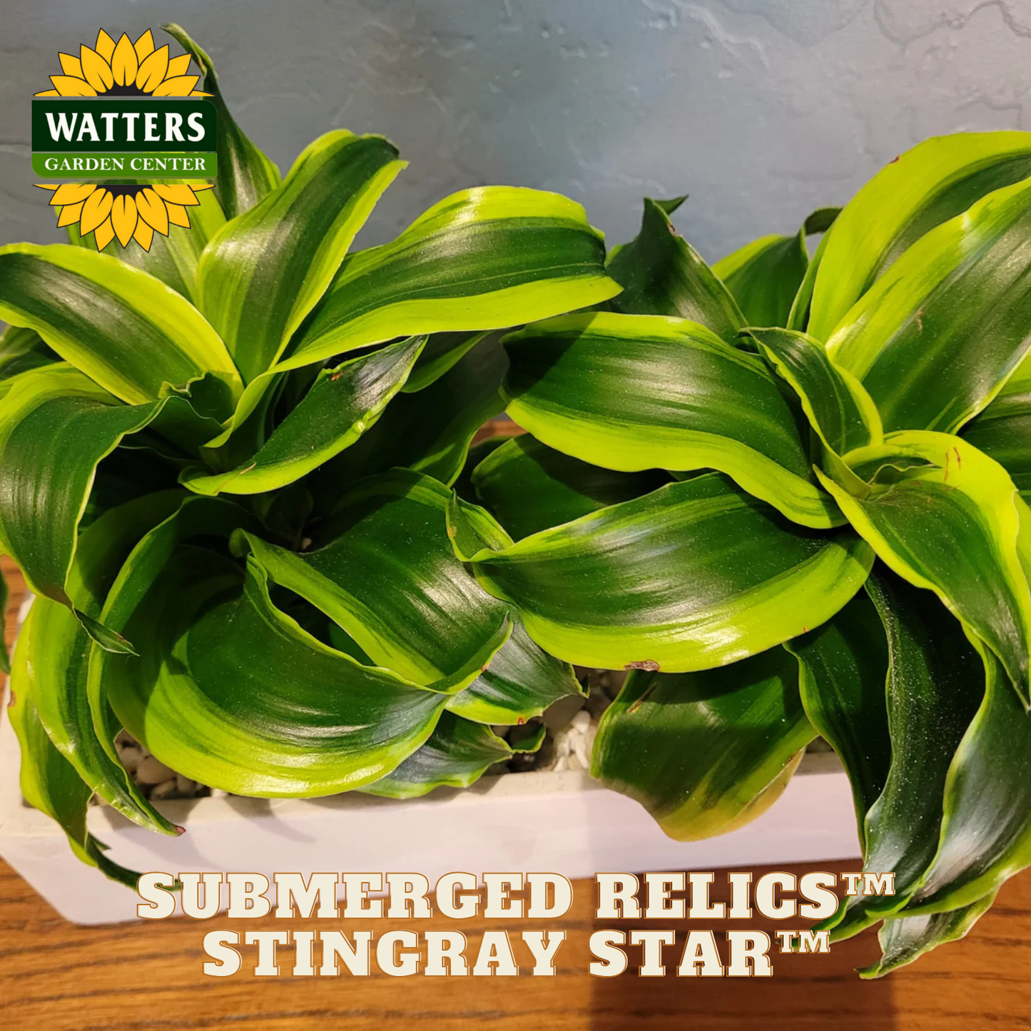 Two potted plants with 'Watters Garden Center' logo and 'Submerged Relics Stingray Star' text.