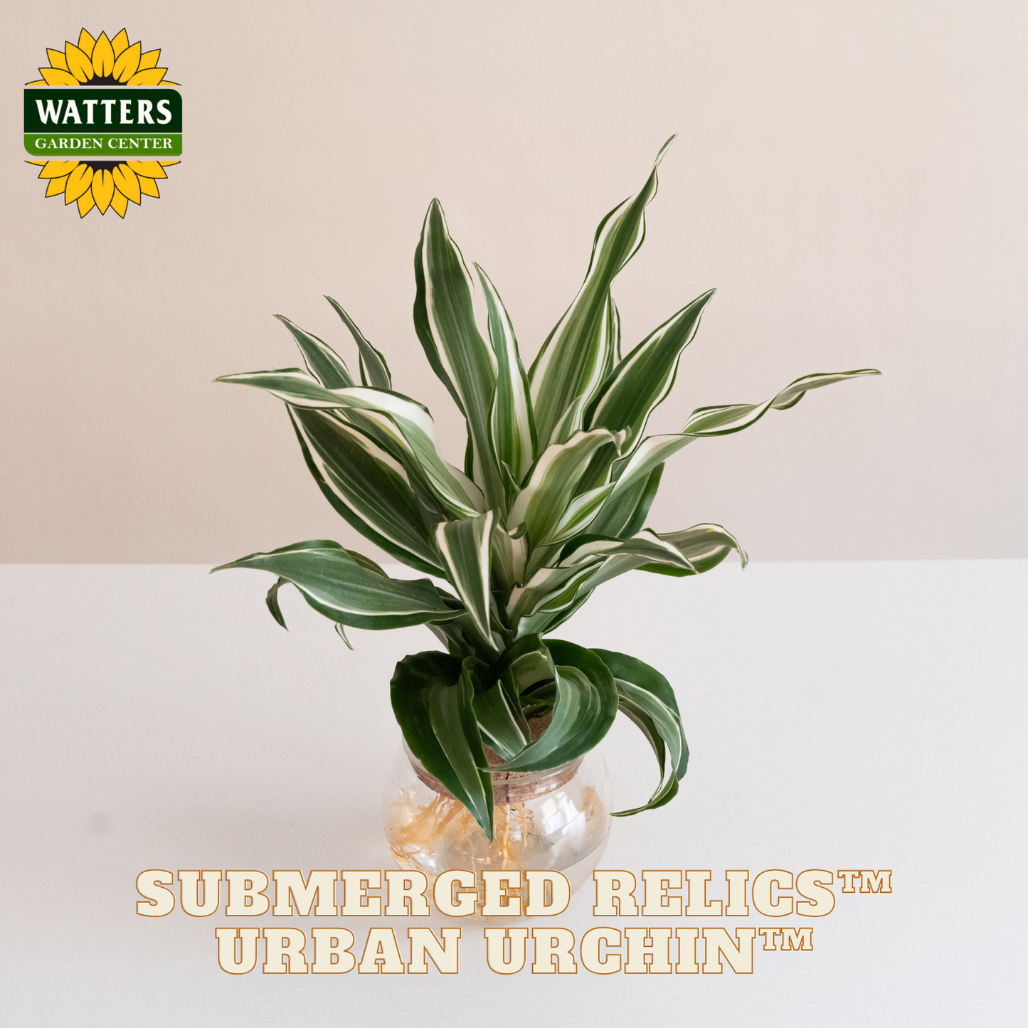 Potted plant with 'Watters Garden Center' logo and product name 'Submerged Relics Urban Urchin' on a light background.