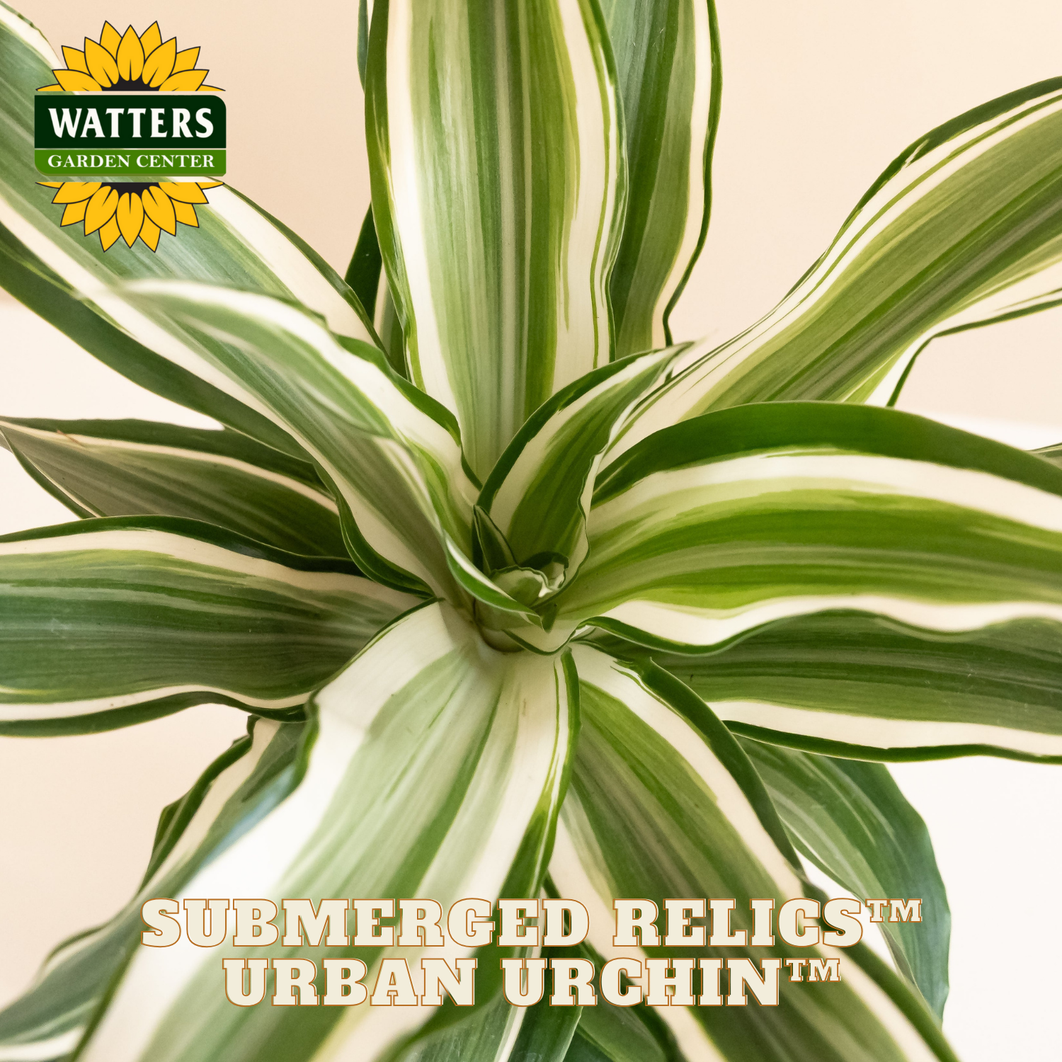 Close-up of a plant with green and white leaves, branded with Watters Garden Center.