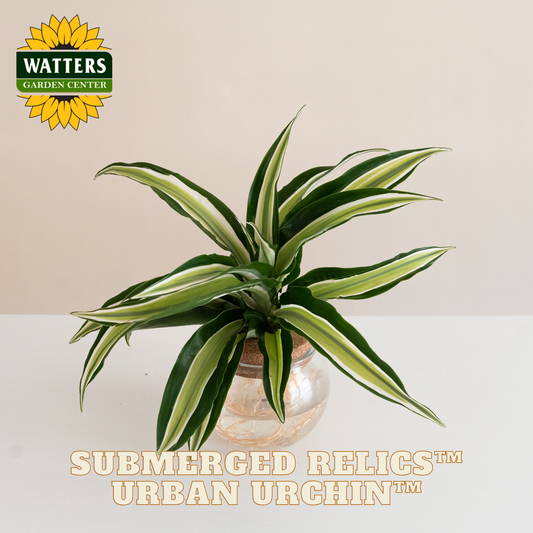 Variegated houseplant in a clear pot on a white surface with 'Watters Garden Center' logo above.