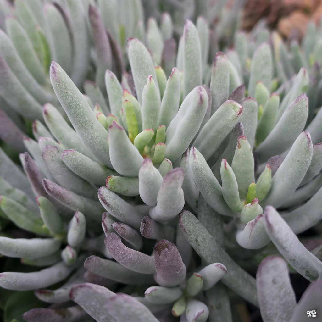 White Sprite Cotyledon