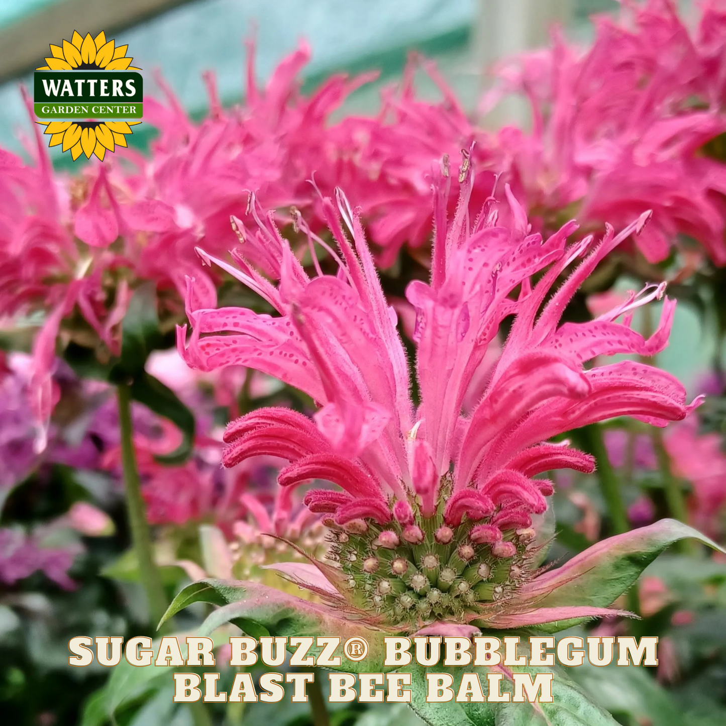 Sugar Buzz® Bubblegum Blast Bee Balm (Monarda 'Sugar Buzz Bubblegum Blast') - 1 gallon