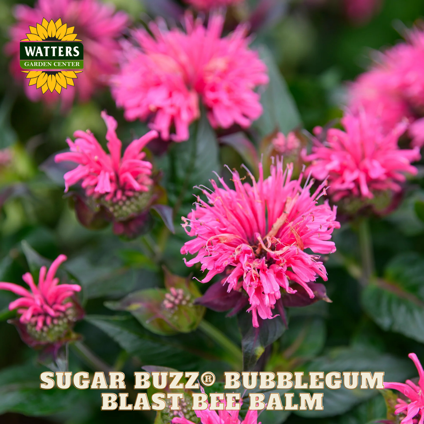 Sugar Buzz® Bubblegum Blast Bee Balm (Monarda 'Sugar Buzz Bubblegum Blast') - 1 gallon