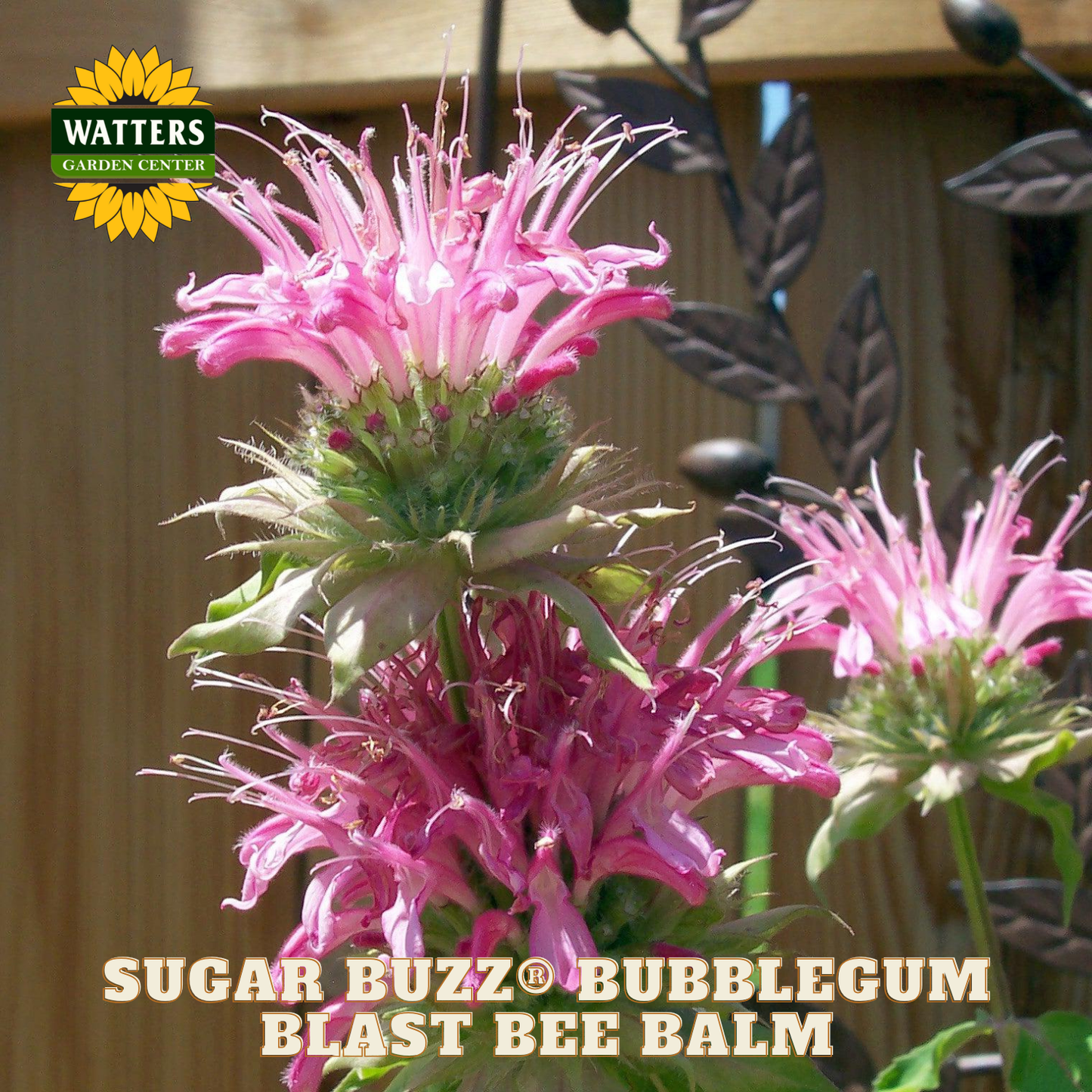Sugar Buzz® Bubblegum Blast Bee Balm (Monarda 'Sugar Buzz Bubblegum Blast') - 1 gallon