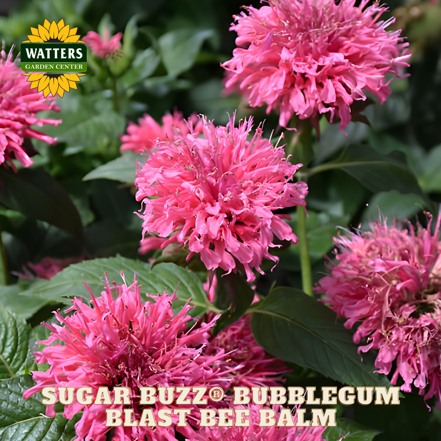 Sugar Buzz® Bubblegum Blast Bee Balm (Monarda 'Sugar Buzz Bubblegum Blast') - 1 gallon