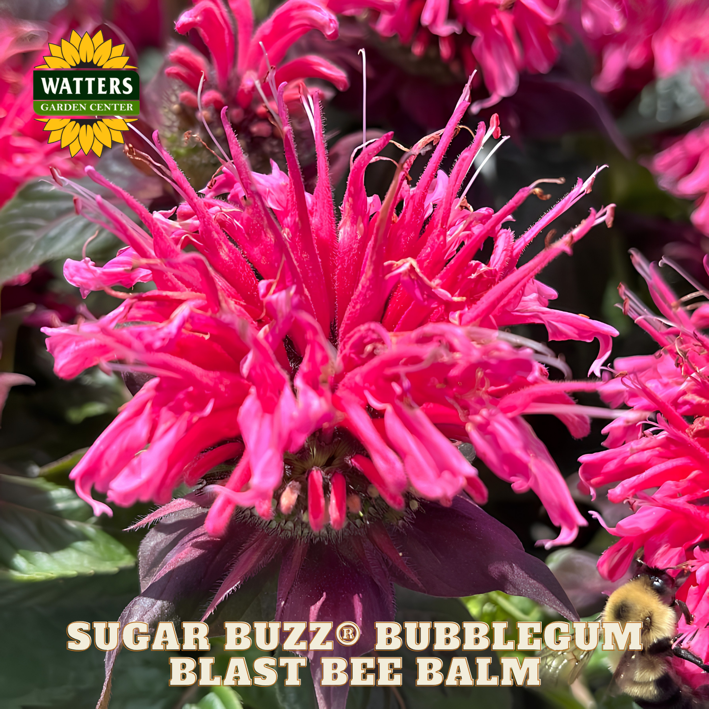 Sugar Buzz® Bubblegum Blast Bee Balm (Monarda 'Sugar Buzz Bubblegum Blast') - 1 gallon
